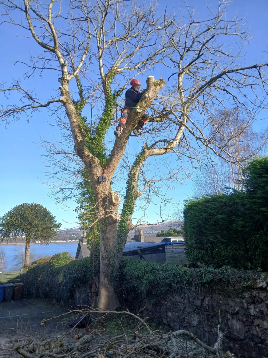 A climber in a red helmet cutting a large limb high in an ivy-covered ash tree, with water and hills behind