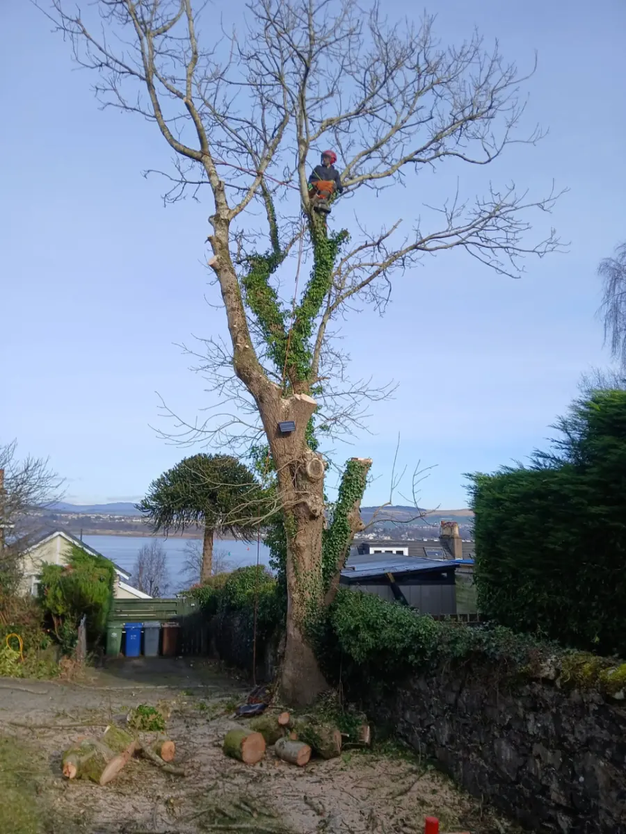 The same ash tree with most of its lower limbs removed and a climber near the top