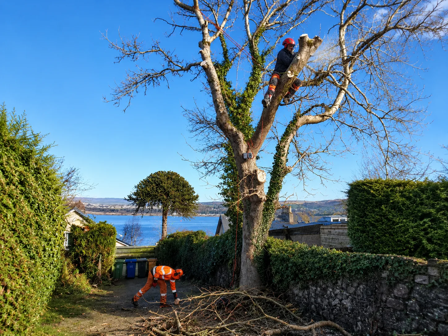 Arborist and ground worker dismantling a large ash tree beside residential property