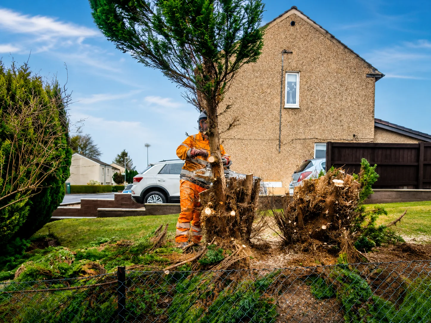 Tree surgeon removing large garden conifers with chainsaw and protective equipment