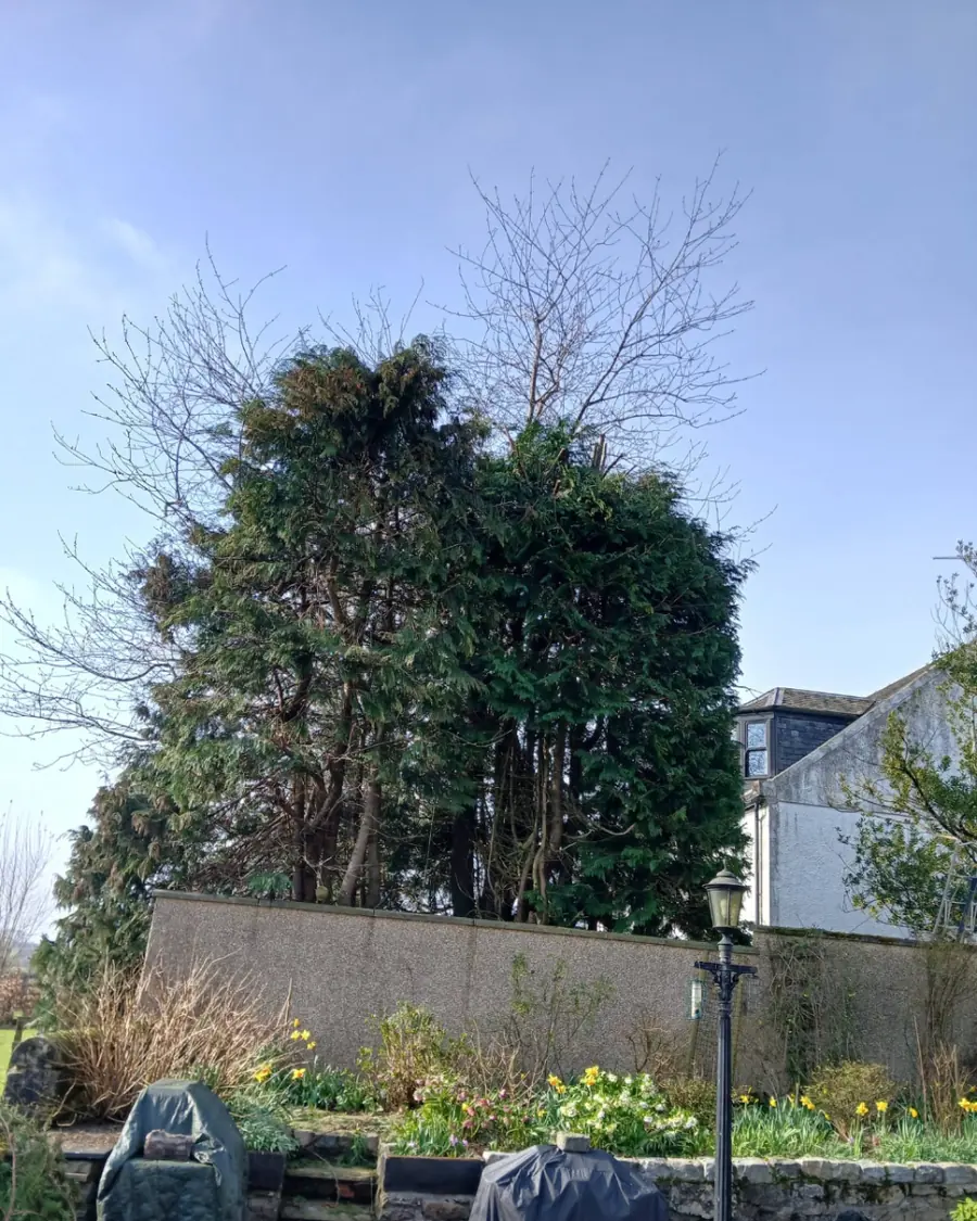 The same conifers after being reduced in height