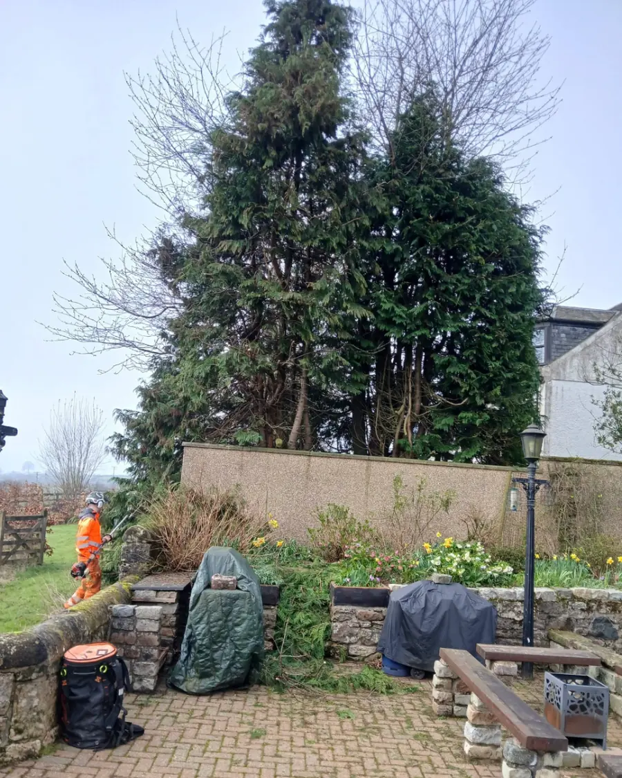 Two tall conifers towering over a garden wall, with a team member in orange beside them