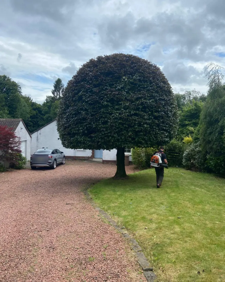 The same tree trimmed to a smooth, even dome, with a team member using a leaf blower beneath it