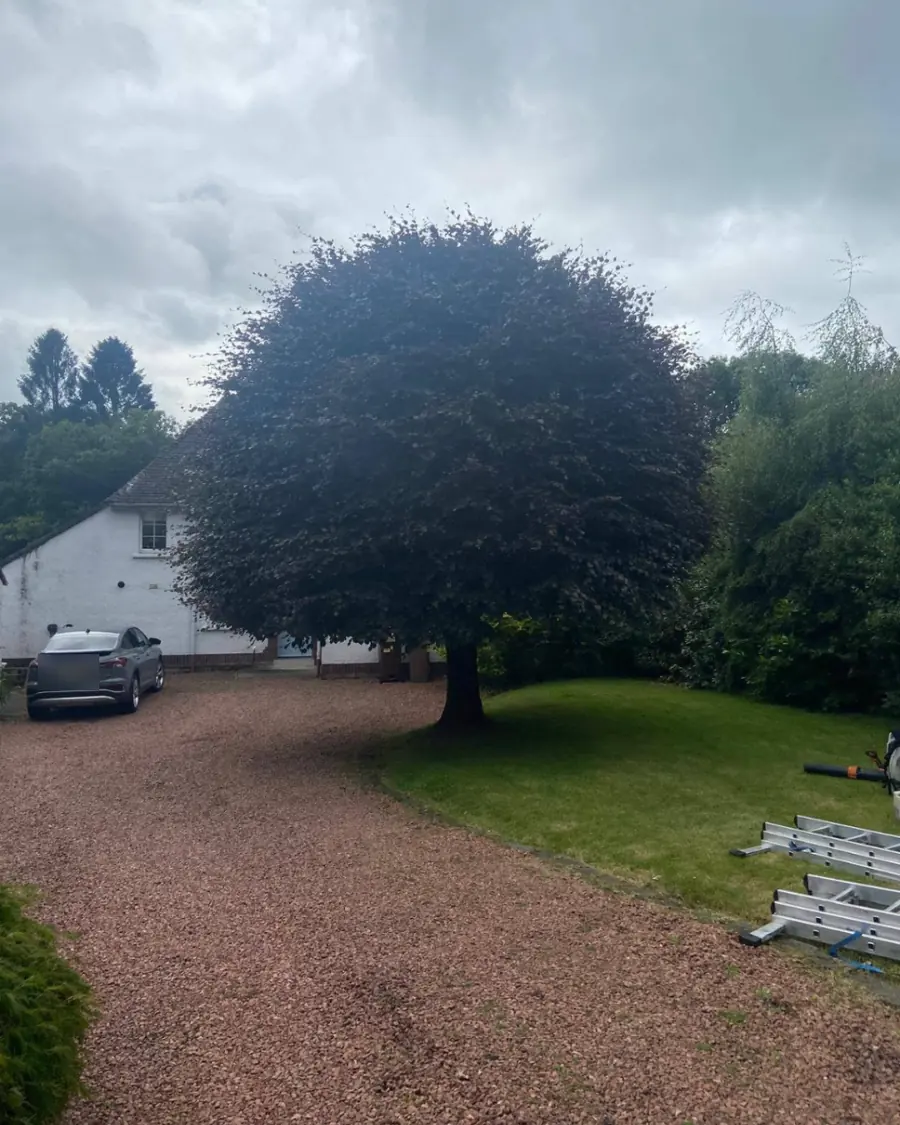 A dome-shaped tree beside a gravel drive with an uneven, overgrown outline