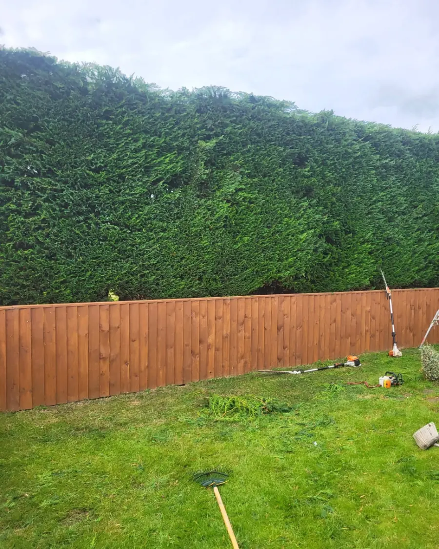 The hedge with a flat, even top above the wooden fence, with tools and a rake on the lawn