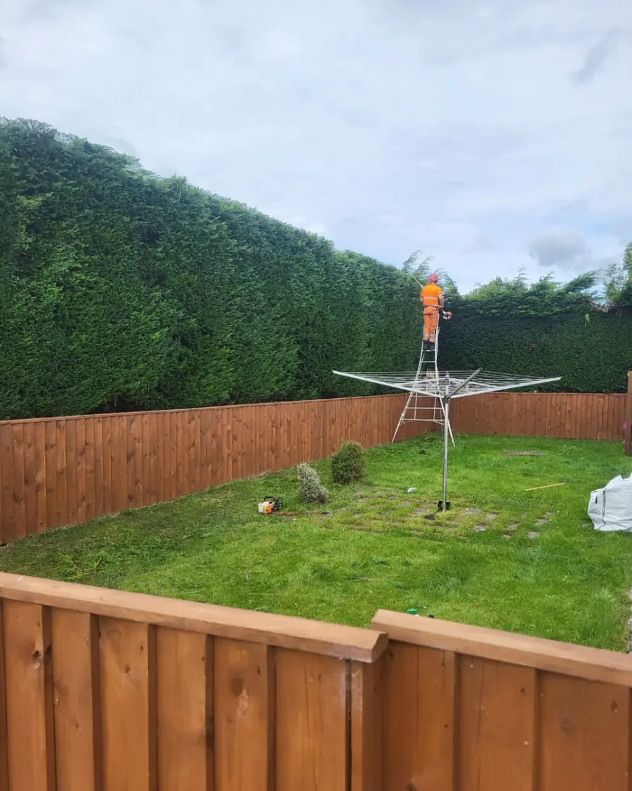 A team member on a tripod ladder trimming the top of a tall conifer hedge behind a wooden fence