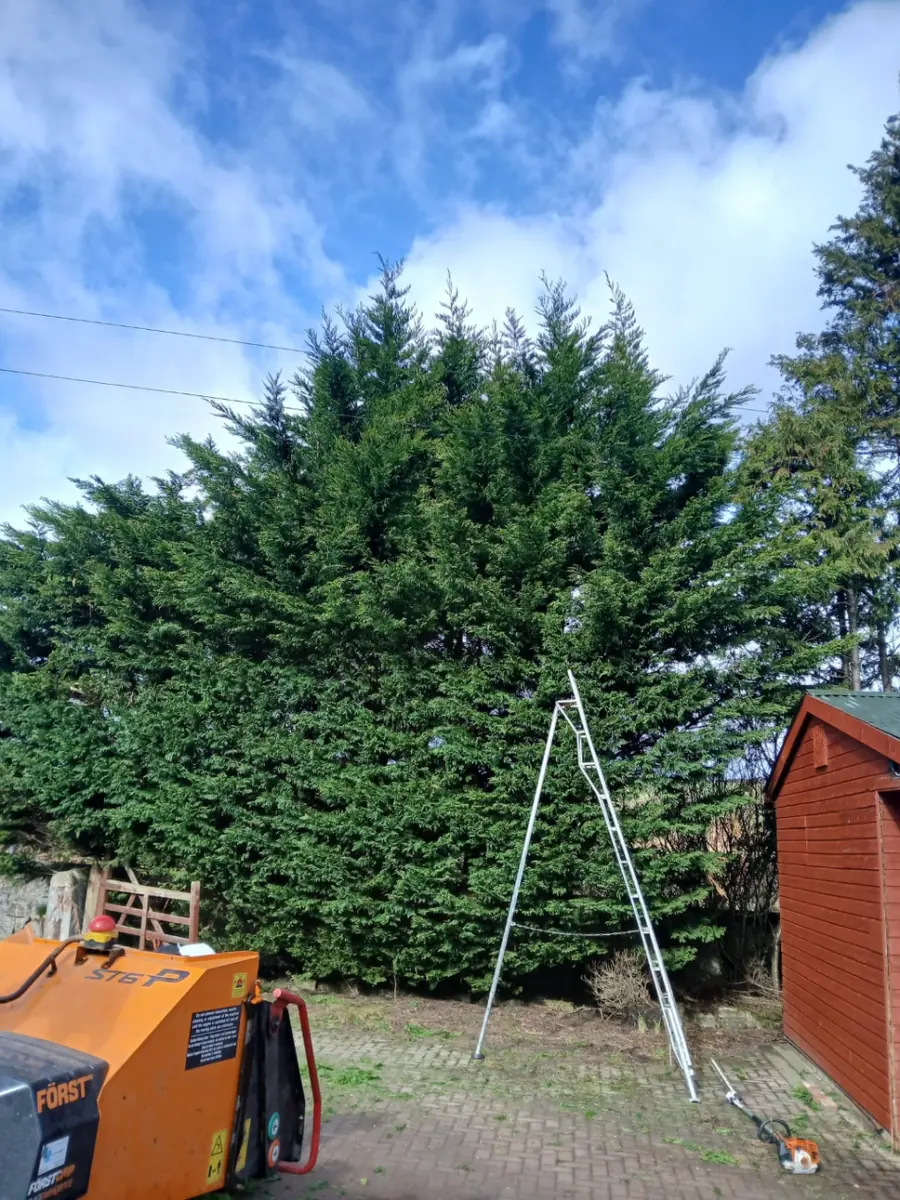 A tall conifer hedge under a blue sky with a tripod ladder set up against it and an orange wood chipper in the foreground