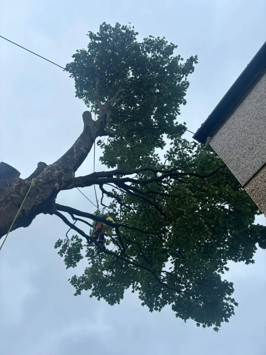Looking up at a climber working in the leafy crown of a tree beside a house gutter