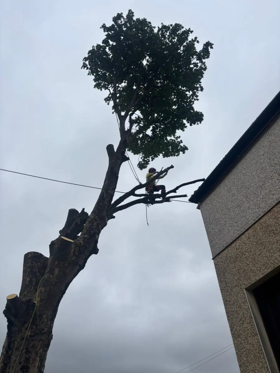A climber standing on a limb of a tall tree close to the roofline of a house