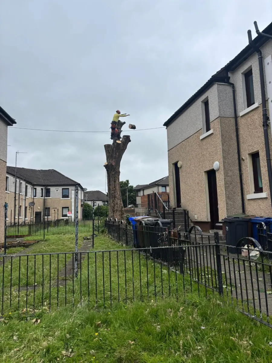 A climber on top of a bare tree stem between two houses, dropping a cut section
