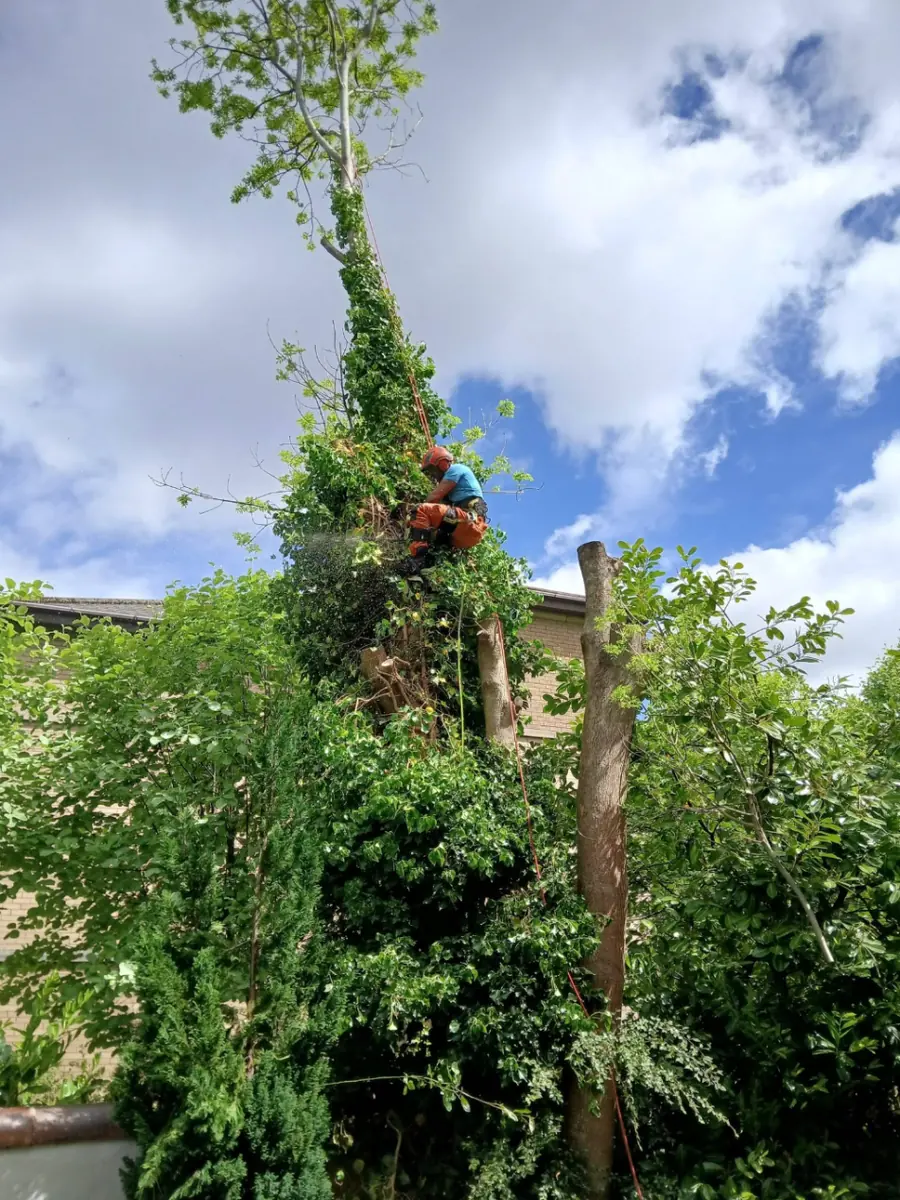 A climber cutting into the ivy-covered trunk partway down the tree