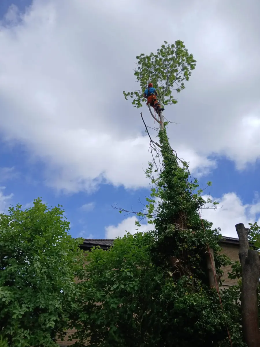 A climber at the very top of a tall, thin, ivy-covered tree against white clouds