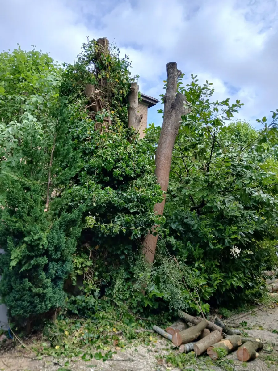 Bare stems left standing among garden shrubs, with cut logs on the ground