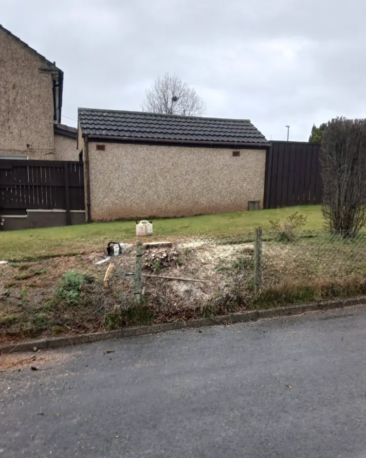 The same corner with the conifers gone and only fresh sawdust and a low stump left