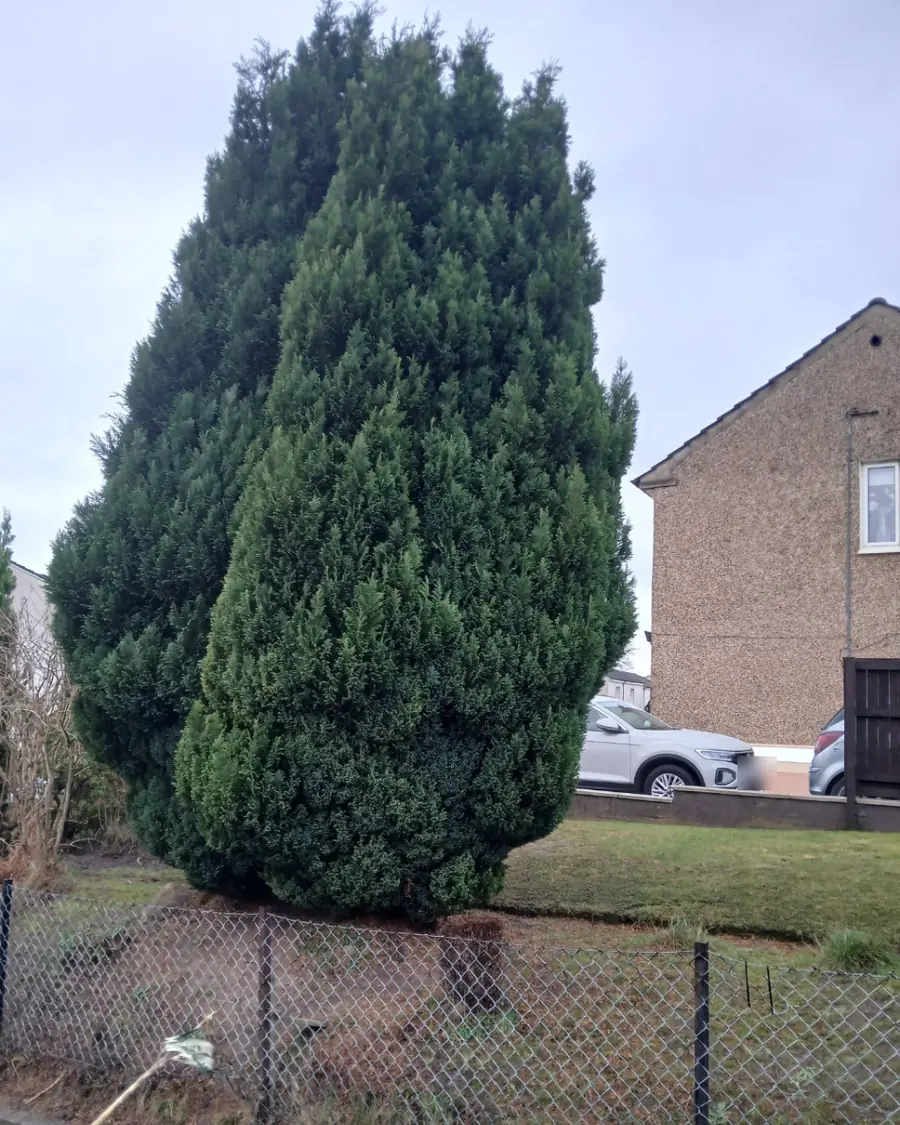 Two large conifers filling the corner of a front garden behind a wire fence