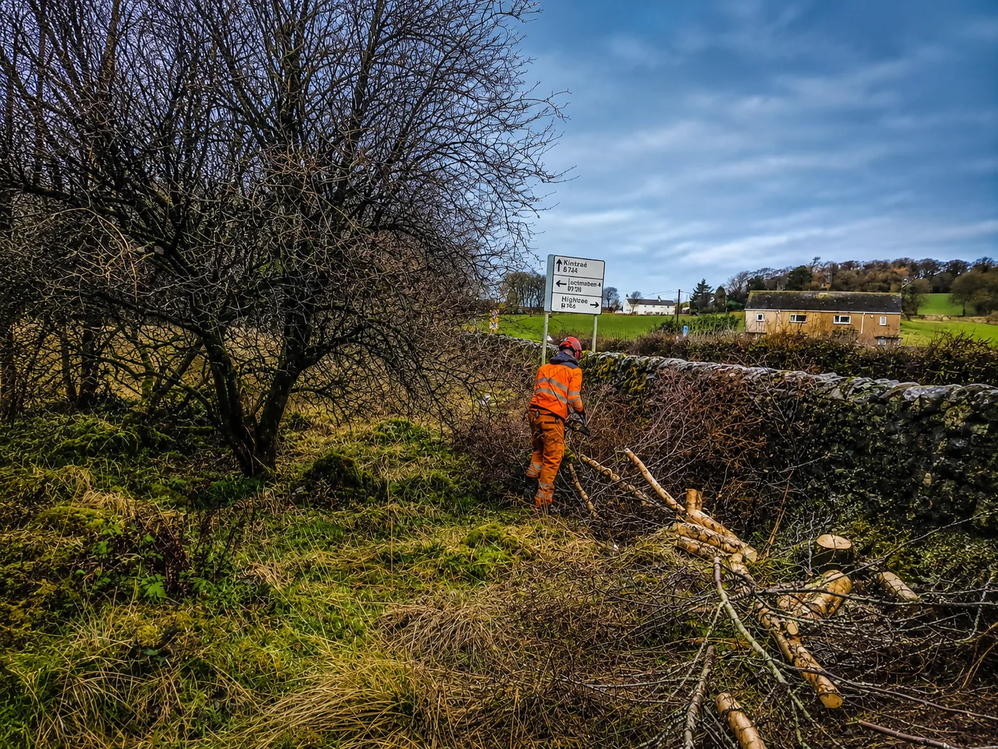 Operative clearing small trees and dense roadside scrub beside a stone wall