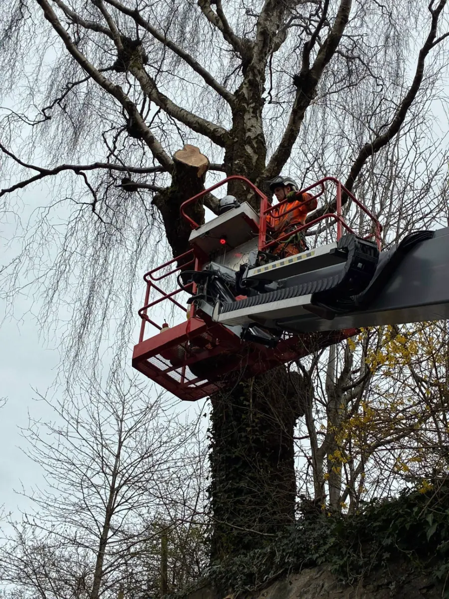 A tree surgeon in a red MEWP basket beside a freshly cut limb on a large tree