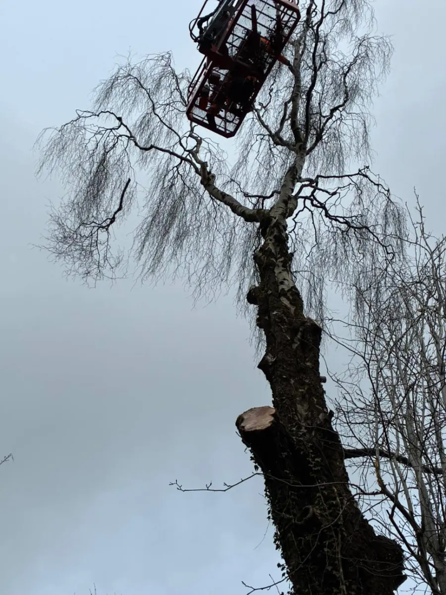A MEWP basket at the top of a tall tree that has already lost its lower limbs